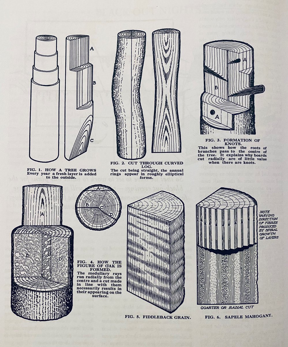 A scan from a book with mid-century looking illustrations of trees cut in different ways, displaying rings and artifacts.