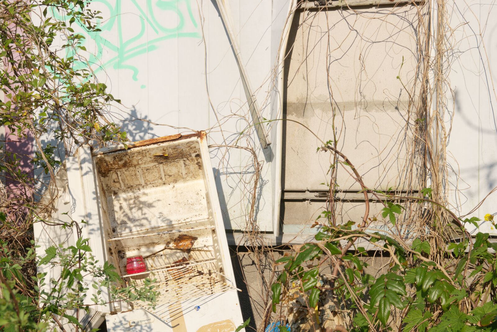 Photograph: a wall in bright sunlight, sharp shadows. The wall is covered in blackberry vines, some graffitti. There's a boarded up door, and a discarded, door-less fridge. The fridge is dirty inside, and there's a weird red jug.