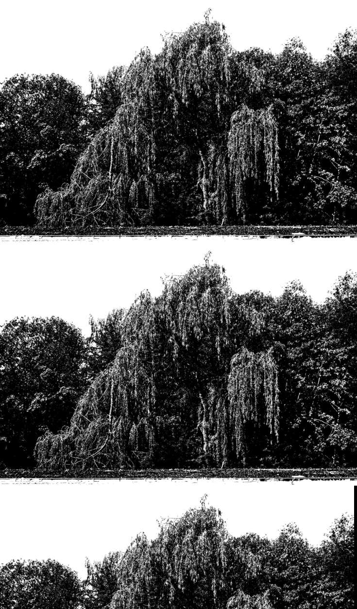 2½ copies of a photograph of a willow, arranged serially, vertically. stark black-and-white, strong contrast - the landscape is almost black, the sky is white